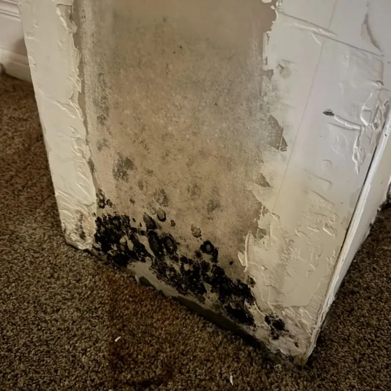 Professional Mold Removal in Essexville, MI